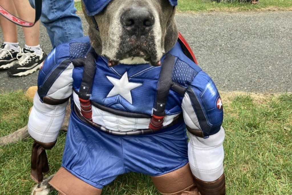 Rhode Island dogs show off for costume contest!