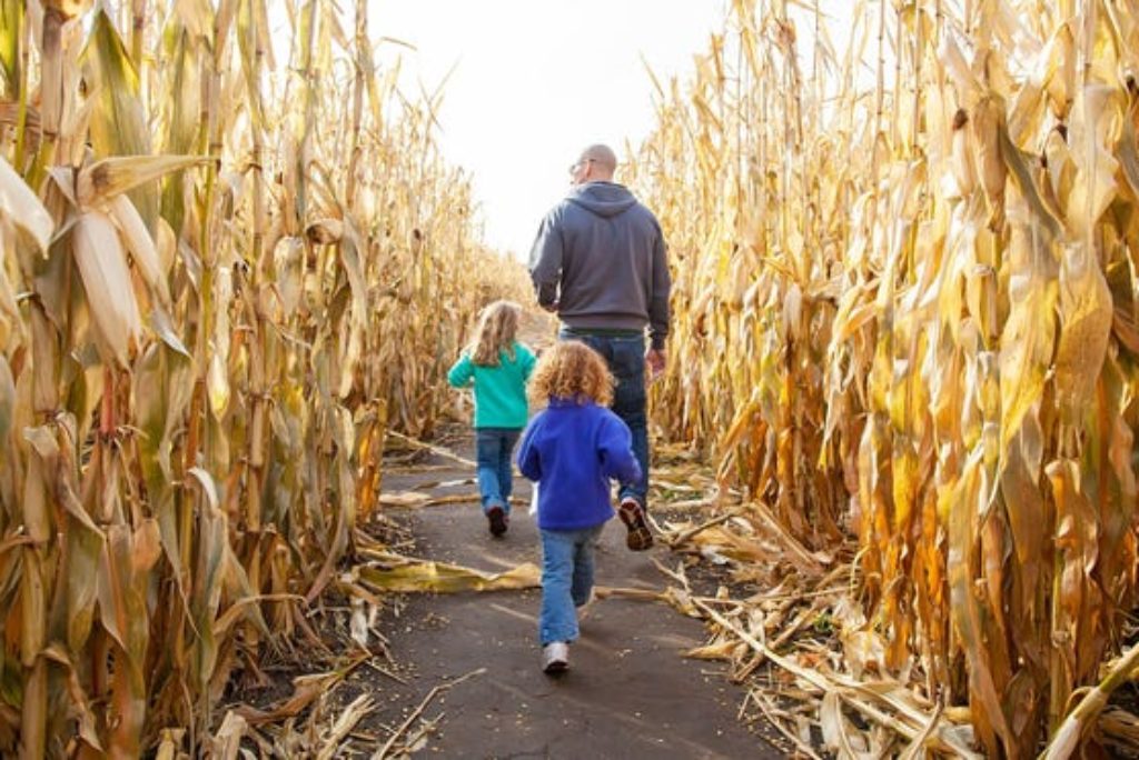 Get lost in a corn maze this fall