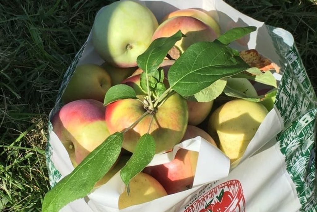 Apple Of RI: USA Today Names Smithfield Orchard Among The Best