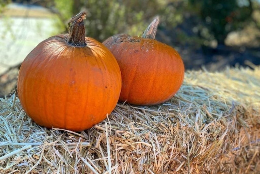 Choosing The Perfect Fall Pumpkin In Rhode Island